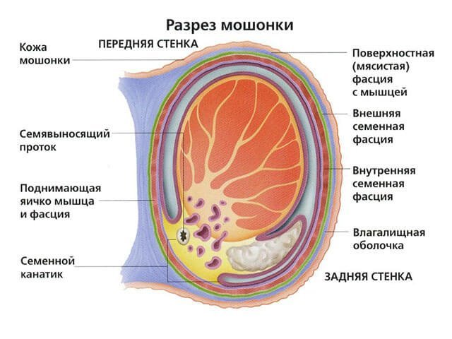 Підтяжка мошонки покращує її зовнішній вигляд