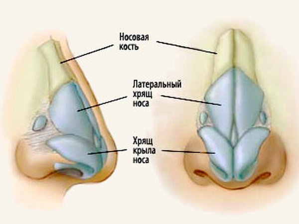 будова носа
